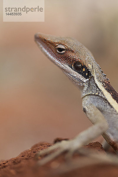 Nahaufnahme Profil Gecko