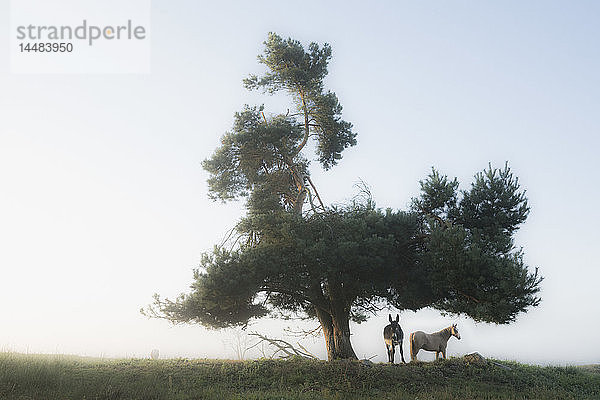 Esel und Pferd stehen unter einem ländlichen Baum