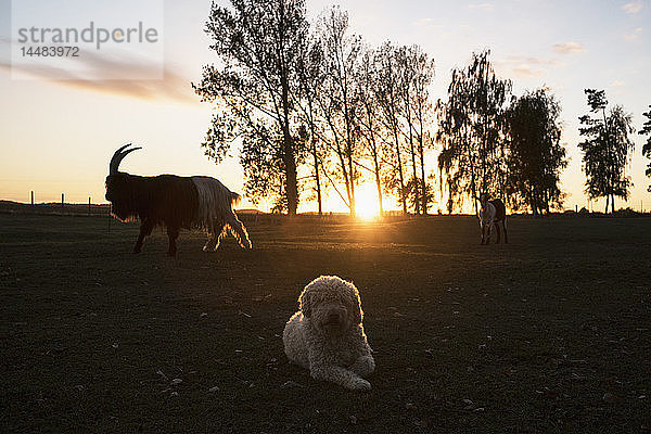 Hund und Ziegen auf einem Bauernhof bei Sonnenuntergang
