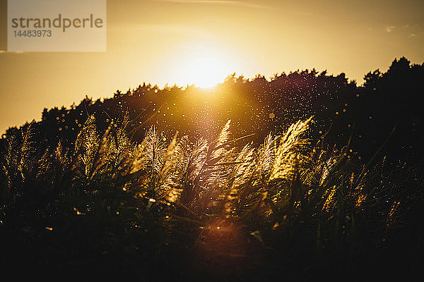 Sonnenuntergang über silhouettierten Bäumen und Pflanzen