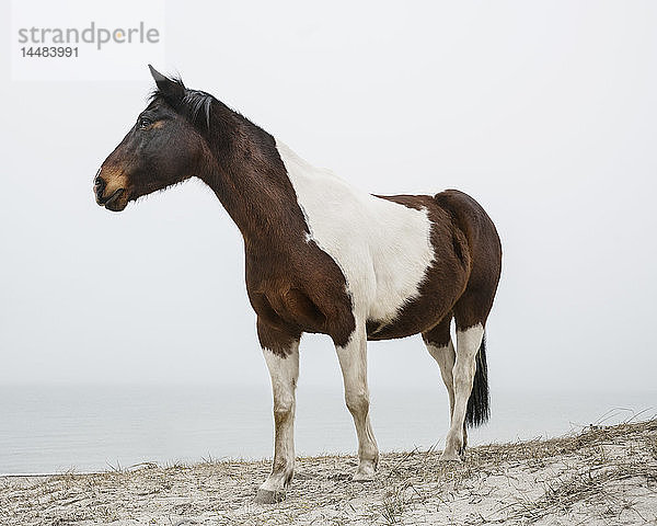 Braunes und weißes Pferd am Strand