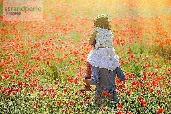 Vater trägt Tochter auf den Schultern in einem sonnigen  idyllischen Feld mit roten Mohnblumen