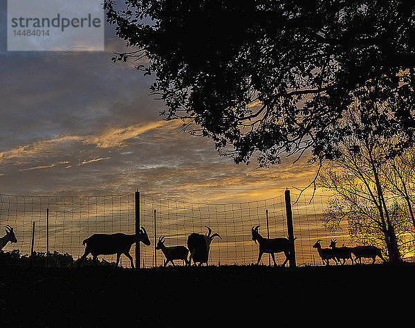 Silhouette Ziegen auf dem Bauernhof bei Sonnenuntergang