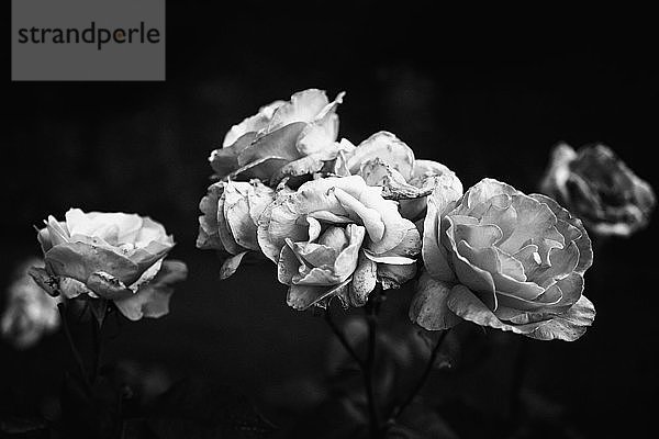Schwarze und weiße verwelkende Rosen