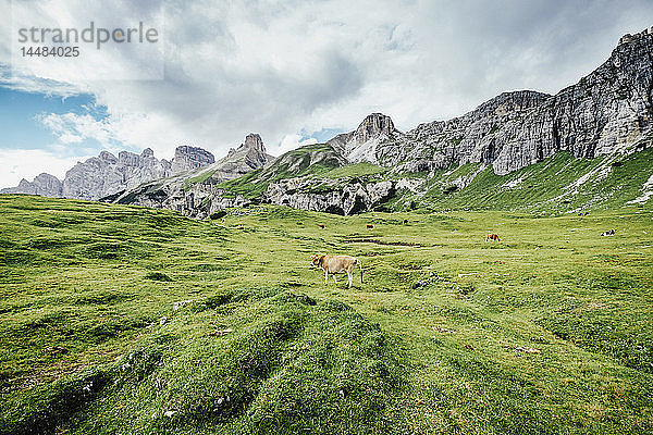 Weidende Kuh in einem üppig grünen Tal unterhalb schroffer Berge  Naturpark Drei Zinnen  Südtirol  Italien