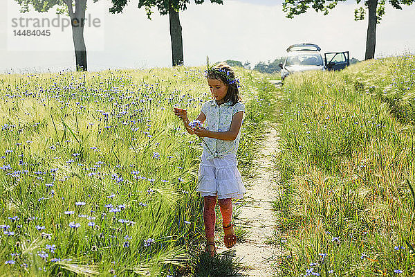 Mädchen pflückt violette Wildblumen in einem sonnigen  idyllischen ländlichen Feld