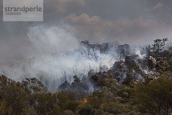 Waldbrand in den East McDonnell Ranges  Alice Springs  Nordterritorium  Australien