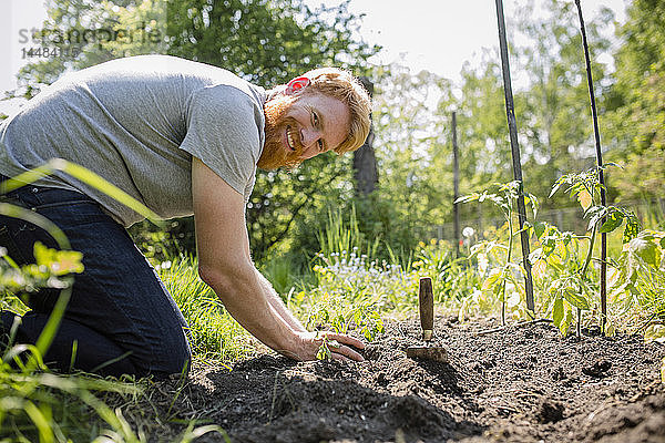 Portrait lächelnder  selbstbewusster Mann mit Bart pflanzt Gemüse in einem sonnigen Garten