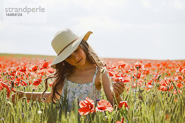 Gelassenes Mädchen pflückt rote Mohnblumen in einem sonnigen  idyllischen ländlichen Feld