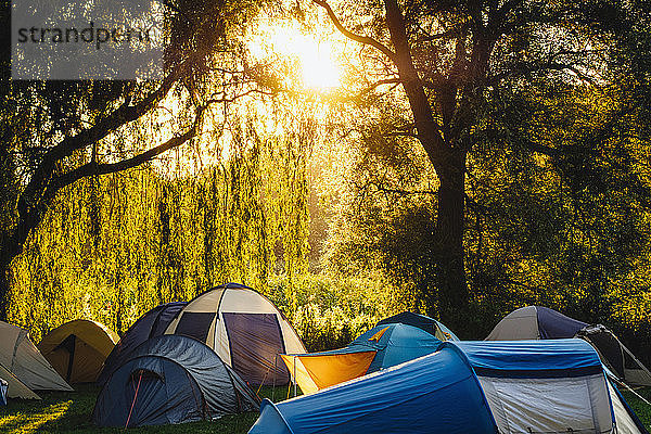 Zelte unter sonnigen Bäumen auf dem Campingplatz