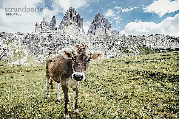 Portrait Kuh auf grüner Wiese unter schroffen Bergen  Naturpark Drei Zinnen  Südtirol  Italien