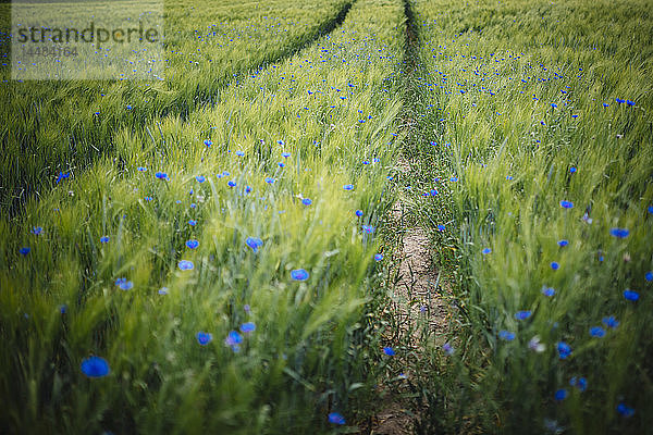 Blaue Wildblumen wachsen in einem idyllischen  grünen Weizenfeld