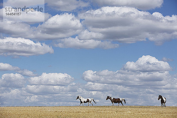 Braune und weiße Pferde in sonnigen ländlichen Feld unter blauem Himmel mit Wolken