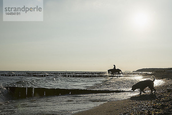 Frau mit Hund reitet Pferd im sonnigen Meer