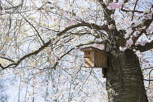 Vogelhaus in idyllischer Frühlingskirschblüte