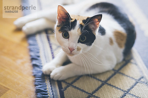 Portrait neugierige Katze auf Teppich liegend