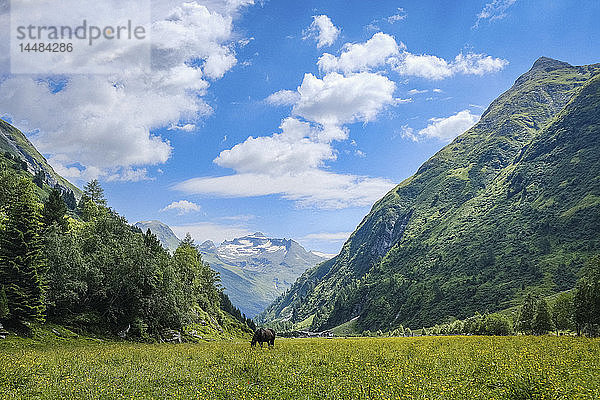 Pferde auf der Weide in einem idyllischen  malerischen Bergtal  Innergschloess  Tirol  Österreich
