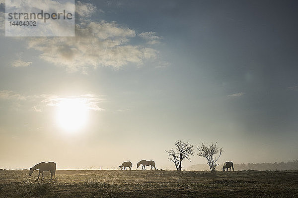 Silhouette Pferde grasen in idyllischen ländlichen Feld bei Sonnenaufgang