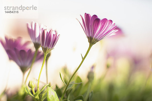 Nahaufnahme rosa Blumen