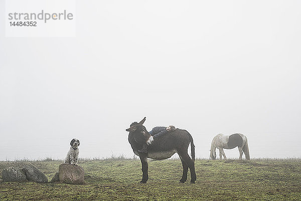 Mädchen liegt auf dem Rücken eines Esels in einem ländlichen Feld