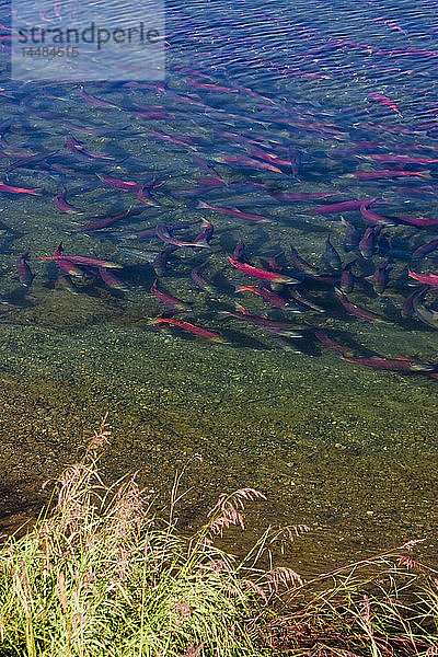 Roter Sockeye-Lachs  der zum Laichen stromaufwärts wandert  Brooks River  Katmai National Park  Sommer