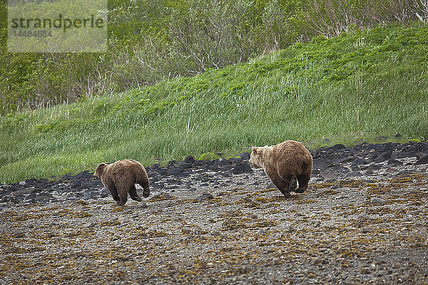 Braunbär verjagt einen anderen Bären am Strand beim Graben nach Muscheln am Geographic Harbor im Katmai National Park  Südwest-Alaska  Sommer