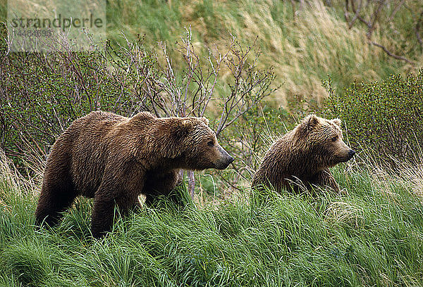 Ein Paar Braunbären im Gras Südwest-Alaska Sommer