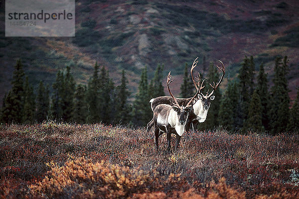 Karibu-Paar in der Tundra Fall Int AK