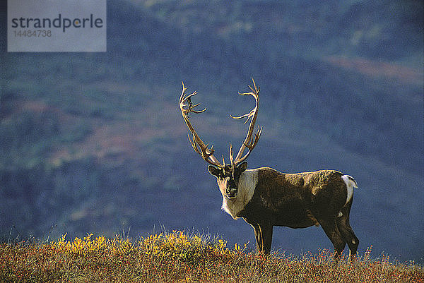 Karibu auf dem Bergkamm Herbstfarben Alaska