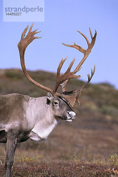 Erwachsene Karibu Porträt Herbst Innenraum Alaska