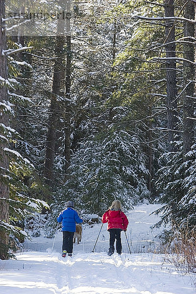 Zwei Mädchen Langlaufski nebeneinander auf der Spur durch Fichtenwälder in Ely Minnesota Winter