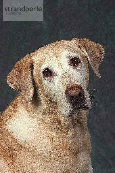 Studio-Porträt des gelben Labrador Retriever Alaska