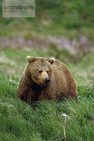 Braunbär im Gras Südwest-Alaska Sommer