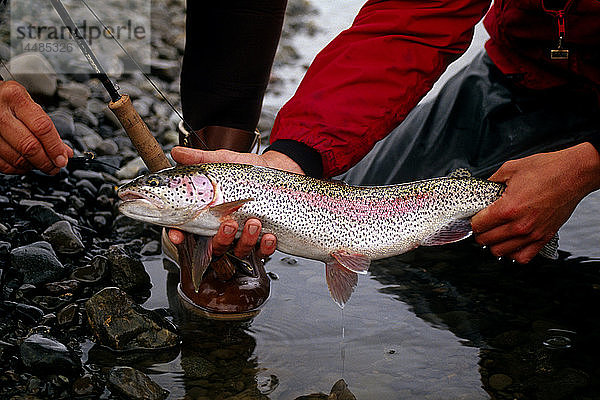 Mann hält Regenbogenforelle Kanektok Fluss SW Alaska