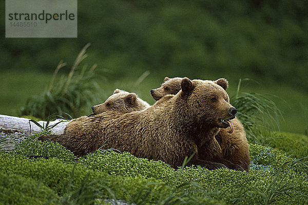 Grizzlybärenmutter und -junge liegen auf einem Feld im Südwesten von AK/im Sommer