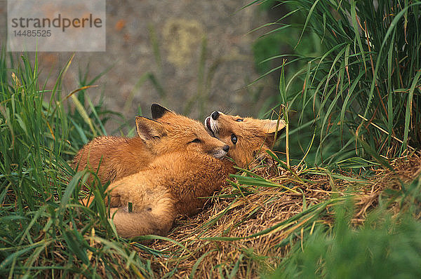 Red Fox Kits @ Round Island Westalaska Sommer