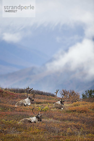 Drei Karibu-Bullen in der Herbsttundra im Denali-Nationalpark im Inneren Alaskas