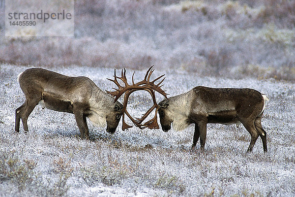 Zwei Karibu-Bullen  die sich auf der vereisten Tundra in der Nähe des Savage River im Denali National Park Alaska aufhalten Herbst