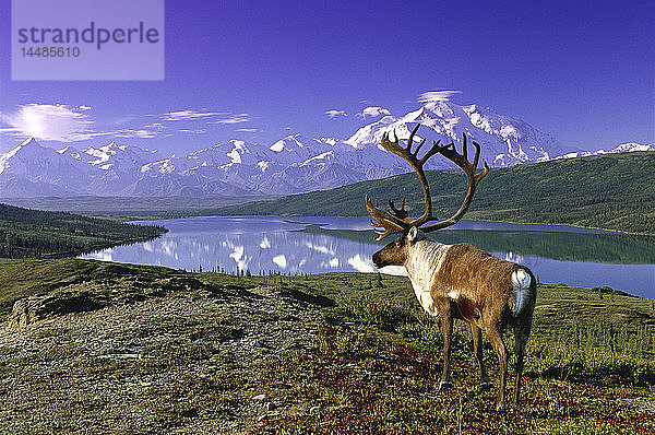 Karibu mit Blick auf den Wonder Lake vor Denali Composite