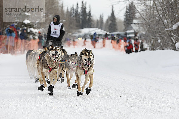 Dallas Seavey´s Team läuft den Trail hinunter  kurz nachdem es den Start des Iditarod 2015 in Fairbanks  Alaska  verlassen hat
