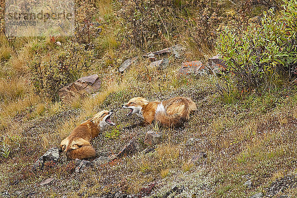 Zwei Füchse in der Nähe der Spitze des Polychrome Passes im Denali National Park singen und interagieren  Inneres Alaska  Herbst