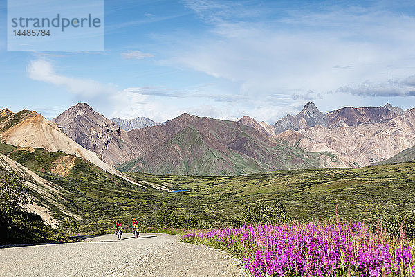 Radfahrer erklimmen den Gipfel des Sable Pass im Denali-Nationalpark im Inneren Alaskas  Sommer.