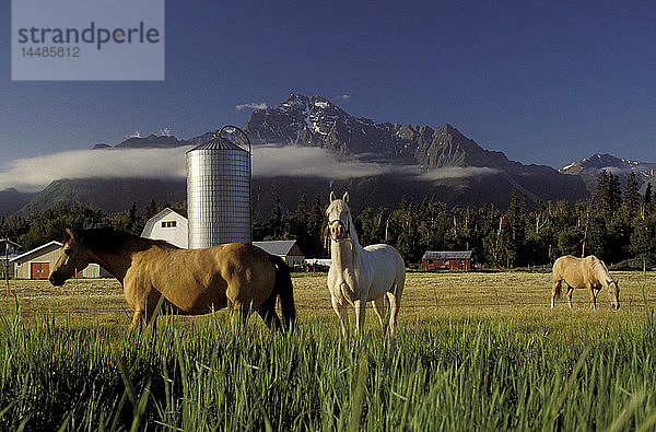 Pferde auf der Weide auf der Original Colony Farm SC AK Summer/nMat-Su Valley