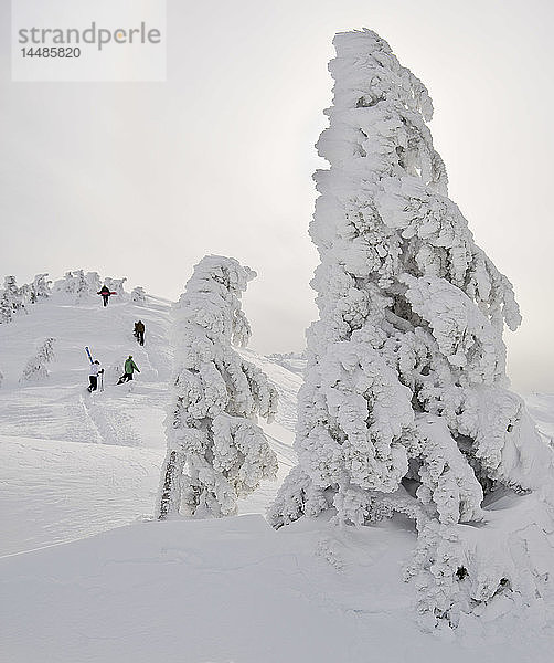 Backcountry-Skifahrer besteigen einen Hügel mit einem mit Reif bedeckten Baum im Vordergrund im Eaglecrest-Skigebiet  Juneau Alaska