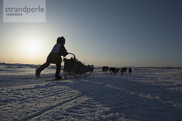 Jessica Hendricks läuft auf der Beringsee einige Meilen vor der Ziellinie in Nome  2013 Iditarod  Arctic Alaska