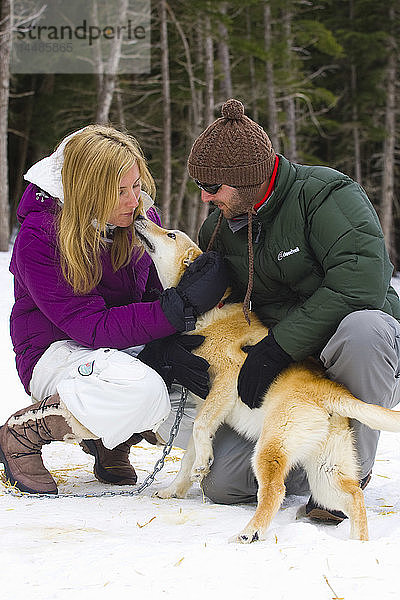 Touristen streicheln einen Schlittenhund  Alyeska Resort in der Nähe von Moose Meadows bei Girdwood in Süd-Zentral-Alaska
