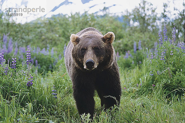 KAPITEL: Braunbär beim Spaziergang zwischen Lupinen-Wildblumen im Alaska Wildlife Conservation Center im Sommer in Süd-Zentral-Alaska KAPITEL