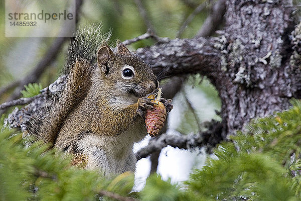 Nahaufnahme eines roten Eichhörnchens  das in einer Fichte hockt und einen Zapfen frisst Kachemak Bay State Park Alaska Sommer