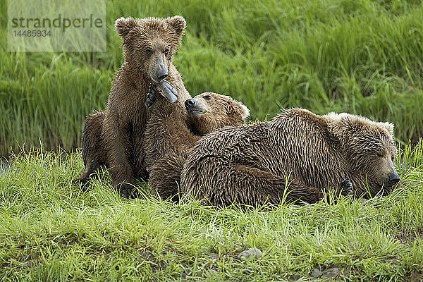 Zwei Braunbärenjunge (Ursus arctos) kuscheln mit ihrer Mutter am Mikfit Creek  McNeil River State Game Sanctuary and Refuge  Südwest-Alaska  Sommer