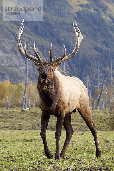 Gefangener Roosevelt-Elchbulle im Alaska Wildlife Conservation Center  Alaska